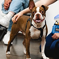 Pet photo