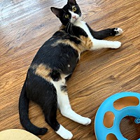 adopt a pet