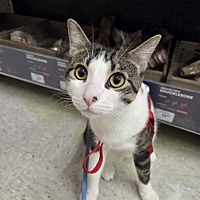 adopt a pet