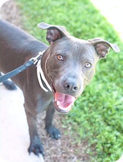 pitbull blue lacy mix
