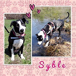 Photo of Syble