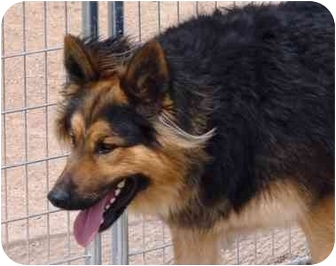 tibetan german shepherd