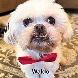 Photo of Waldo Talbot