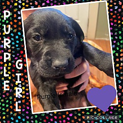 Thumbnail photo of Purple puppy #2