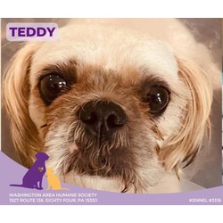 Thumbnail photo of Teddy #1