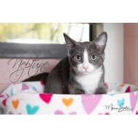 adopt-pet