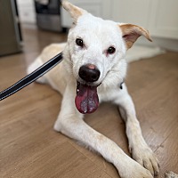 adopt a pet