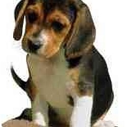 Photo of Beagle