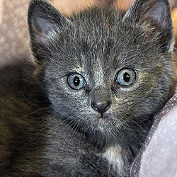 Thumbnail photo of Tessie=Adoption Pending #1