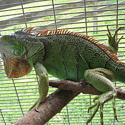 Thumbnail photo of Iguana #3