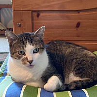 friends for life cat rescue