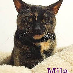 Thumbnail photo of Mila - Adopted 01.22.17 #1