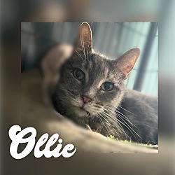 Thumbnail photo of Ollie #2