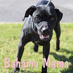 Photo of Bahama Mama