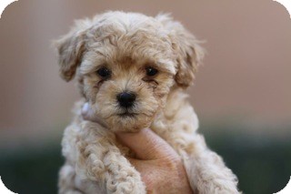 mini poodles for adoption
