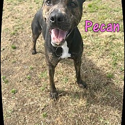 Thumbnail photo of Pecan #1