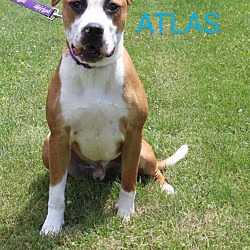 Thumbnail photo of Atlas #3