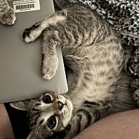 adopt a pet