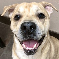 adopt a pet