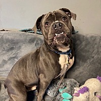 adopt a pet