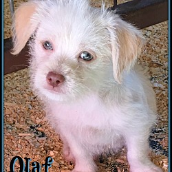 Thumbnail photo of Olaf #1