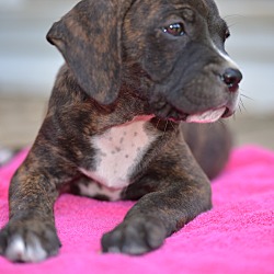 Thumbnail photo of Hallie~adopted! #2