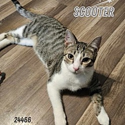 Photo of Scooter