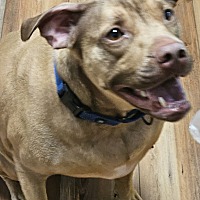 Adopt A Pet :: Happy - Big Canoe, GA