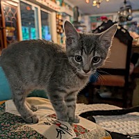 adopt a pet
