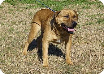 english bulldog black lab mix