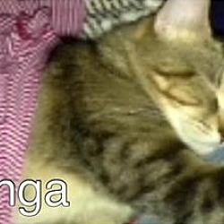 Thumbnail photo of Kanga #1