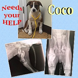 Thumbnail photo of Coco #3