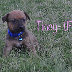 Photo of Tincy