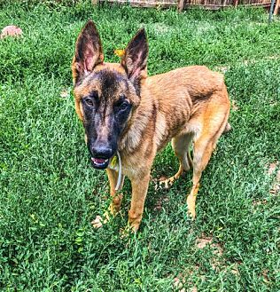 ENGLEWOOD, CO - Belgian Malinois. Meet Lark a Pet for Adoption.