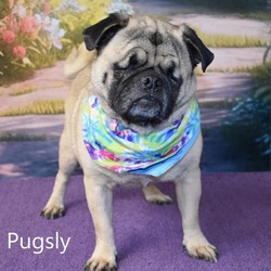 Photo of Pugsly