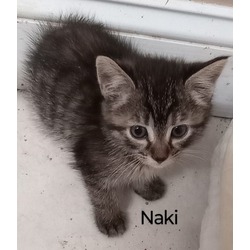 Photo of Naki