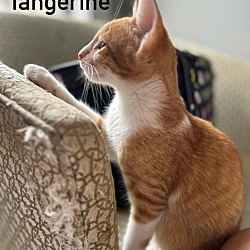 Thumbnail photo of Tangerine #1