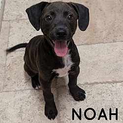 Thumbnail photo of NOAH #2