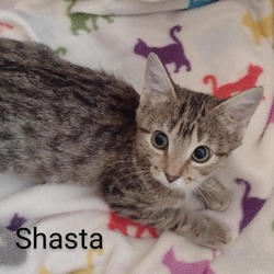 Thumbnail photo of Shasta #3