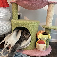 adopt a pet