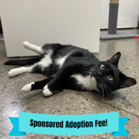 adopt a pet