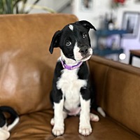 adopt a pet