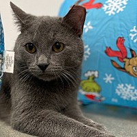 adopt a pet