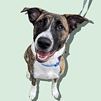 adopt a pet