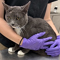 adopt a pet
