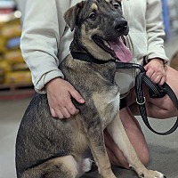 adopt a pet