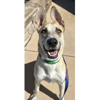 adopt-pet
