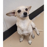 adopt-pet