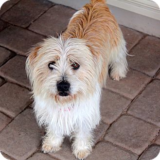 pbgv adoption
