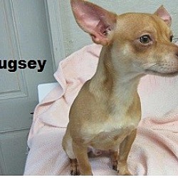 Thumbnail photo of Bugsey #2